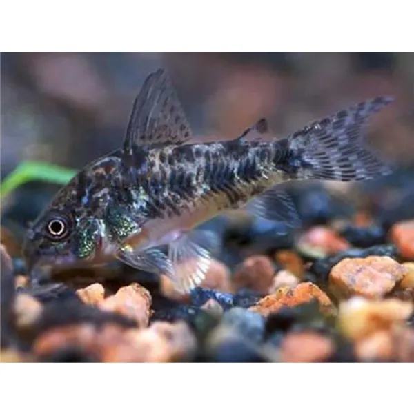 Corydoras Paleatus 'Pepper Cory'