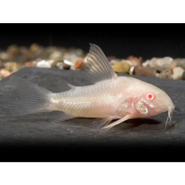 Corydoras paleatus albin long