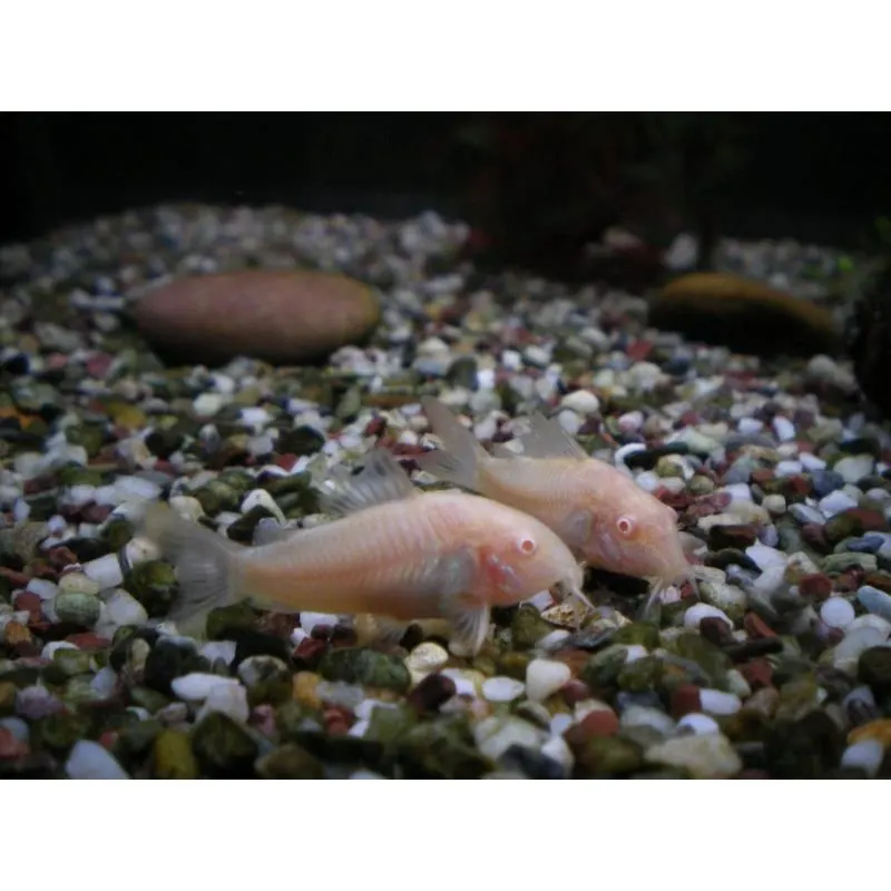 Corydoras paleatus albino