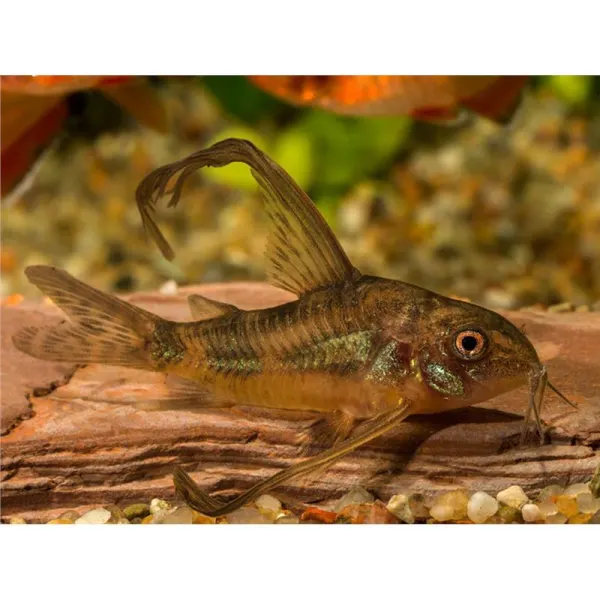 Corydoras paleatus braun long fin