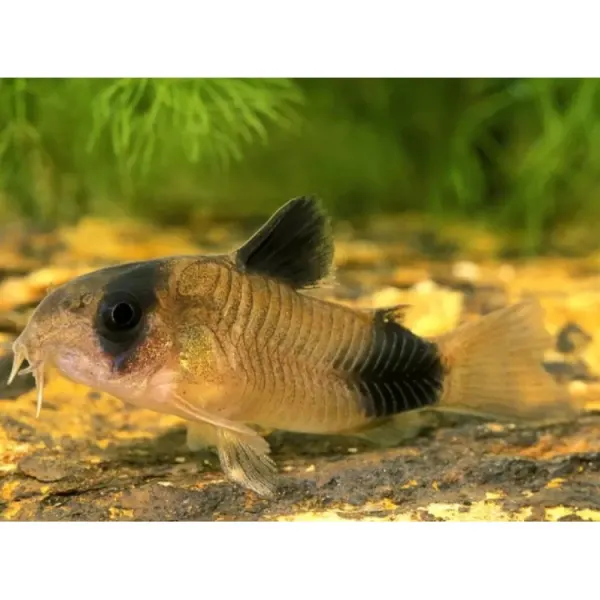 Corydoras panda gold