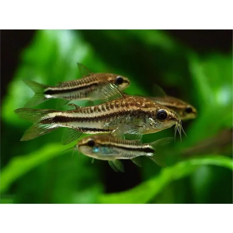 Corydoras pygmaeus