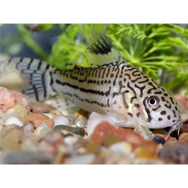 Corydoras reticulatus