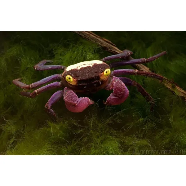 Crab Geosesarma dennerle (Purple Vampire Crab)