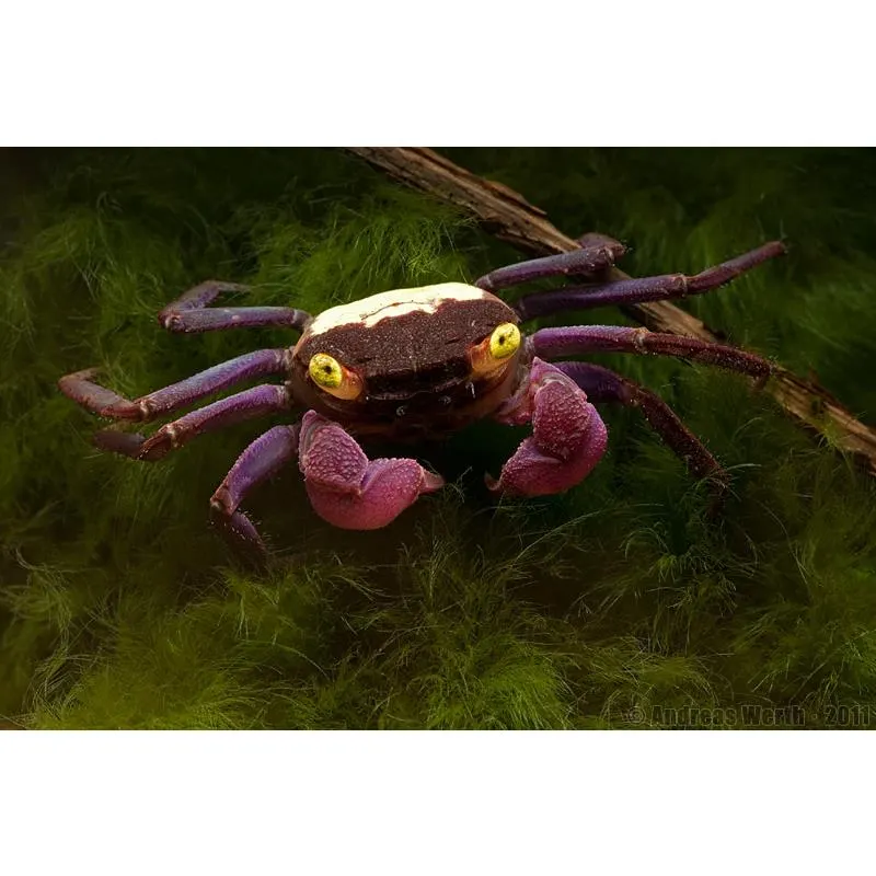 Crab Geosesarma dennerle (Purple Vampire Crab)