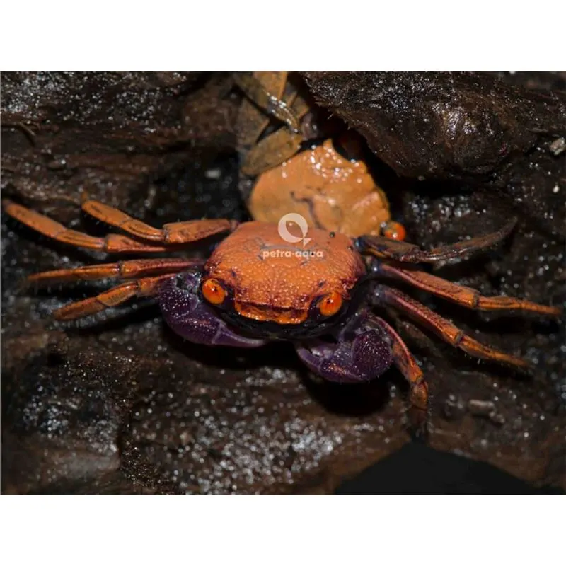 Crab Geosesarma Red Carnaval