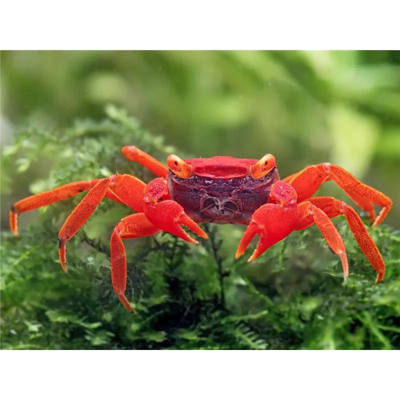Crab Geosesarma Red Tomato