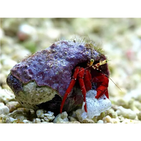 Crab Hermit Clibanarius Rutilus
