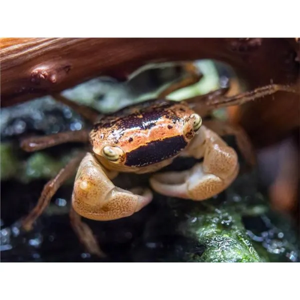 Crab Metasesarma obesum