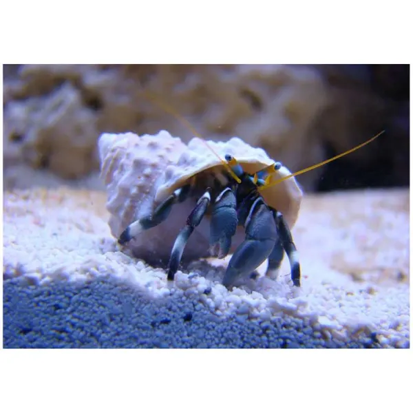 Crabul stangaci Hermit Paguristes