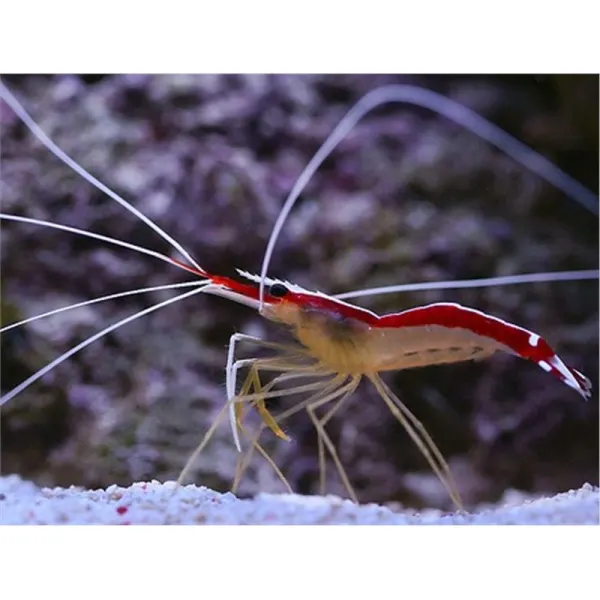 Creveti Lysmata amboiensis