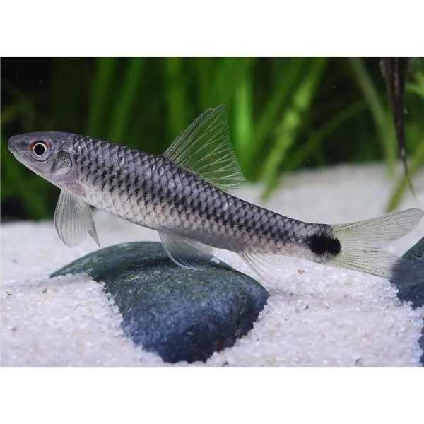 Crossocheilus reticulatus