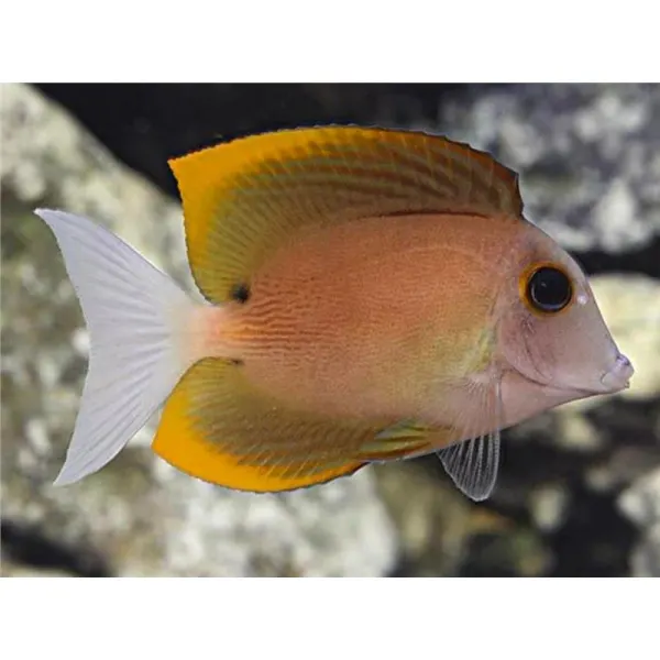 Ctenochaetus tominiensis Tomini surgeonfish