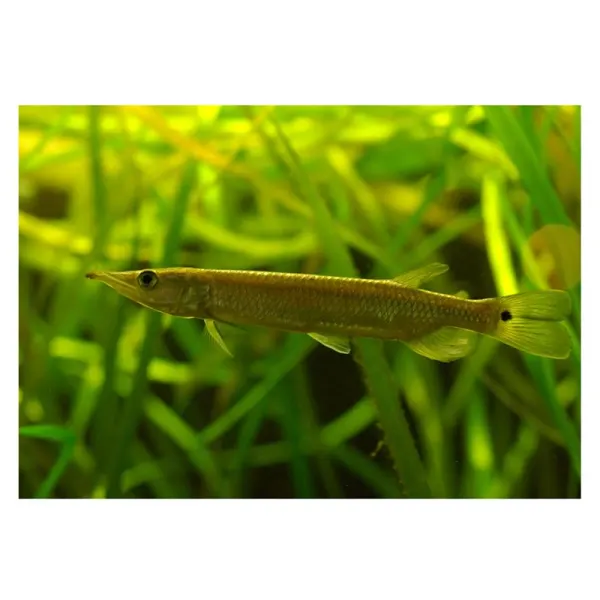 Ctenolucius hujeta