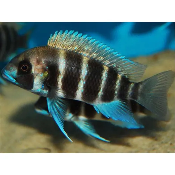 Cyphotilapia frontosa bangwe