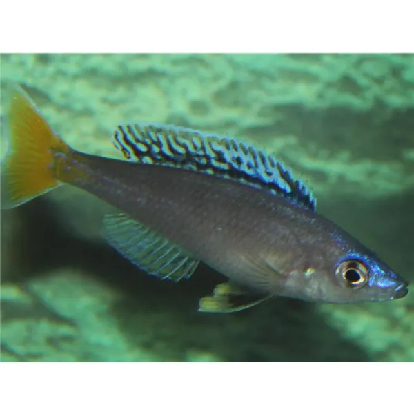 Cyprichromis leptosoma mpulungu