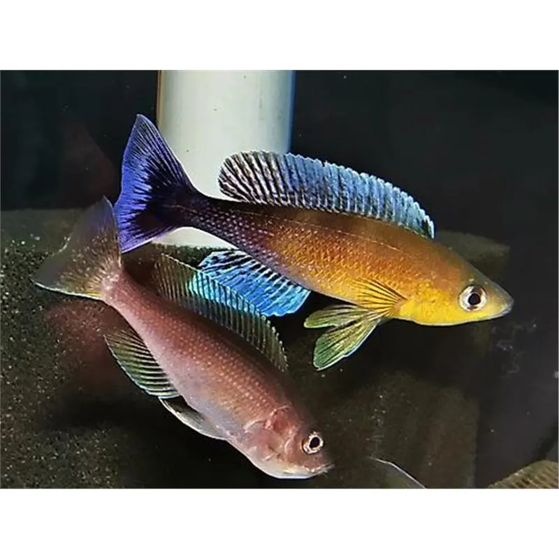 Cyprichromis leptosoma mvuna