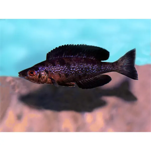 Cyprichromis microlepidotus black