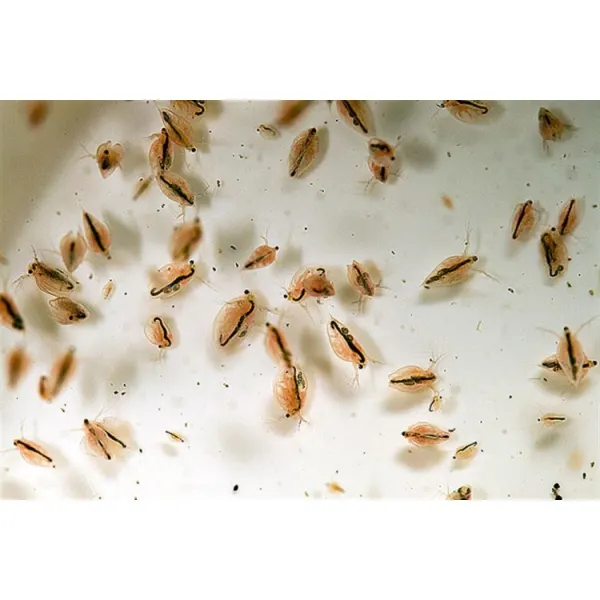 Daphnia Vie 90ml