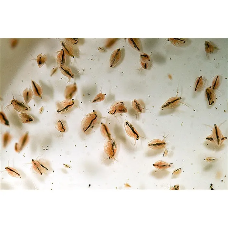 Daphnia Vie 90ml