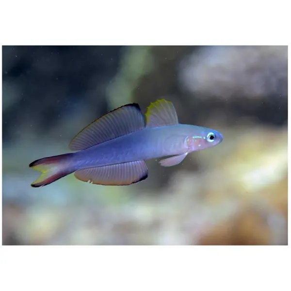 Dartfish Blackfin (Evides Ptereleotris)