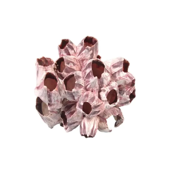 Decor acvariu Barnacle 10-15cm