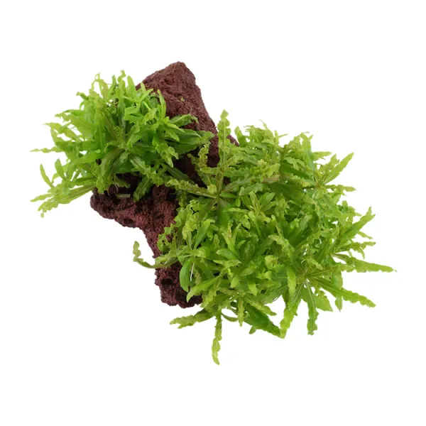 Decor acvariu Pogostemon helferi pe lava stone