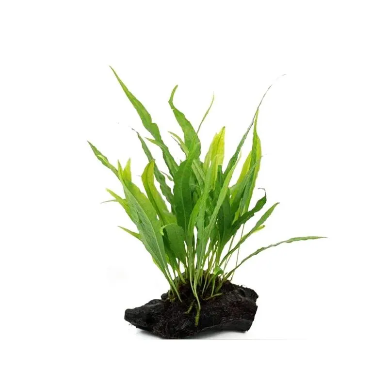 Decor acvariu Stoffels Microsorum Pteropus pe lemn