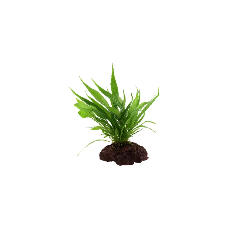 Decor acvariu Tropica Microsorum Pteropus pe lava stone