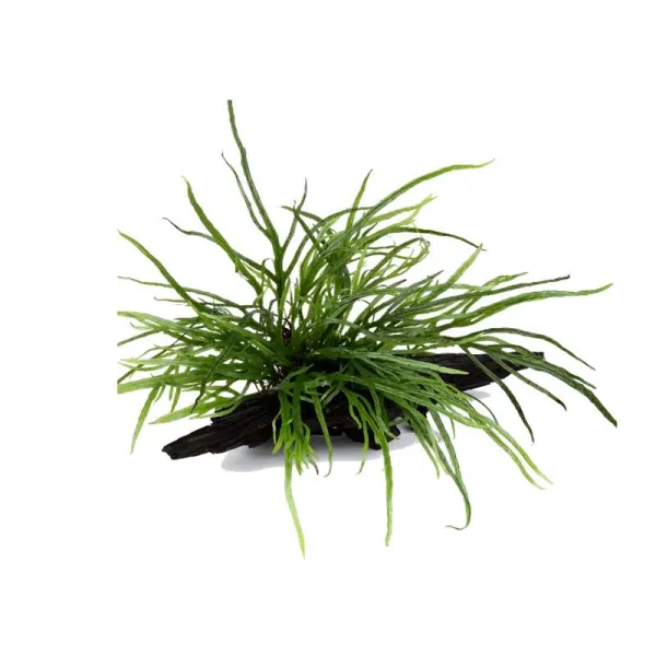 Decor acvariu Tropica Microsorum Trident pe lemn