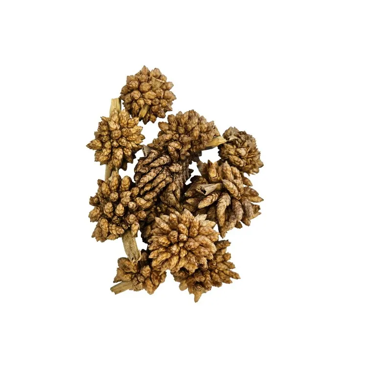 Decor botanic natural Selaginella Hobby Desert Bloom 25buc