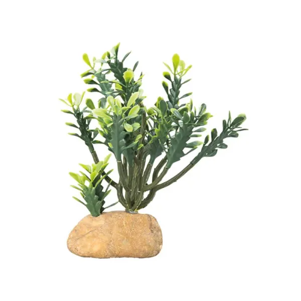 Decor cactus Hobby Euphorbia M