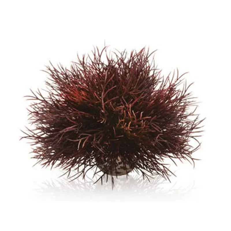 Decor Oase biOrb Aquatic sea lily purpuriu