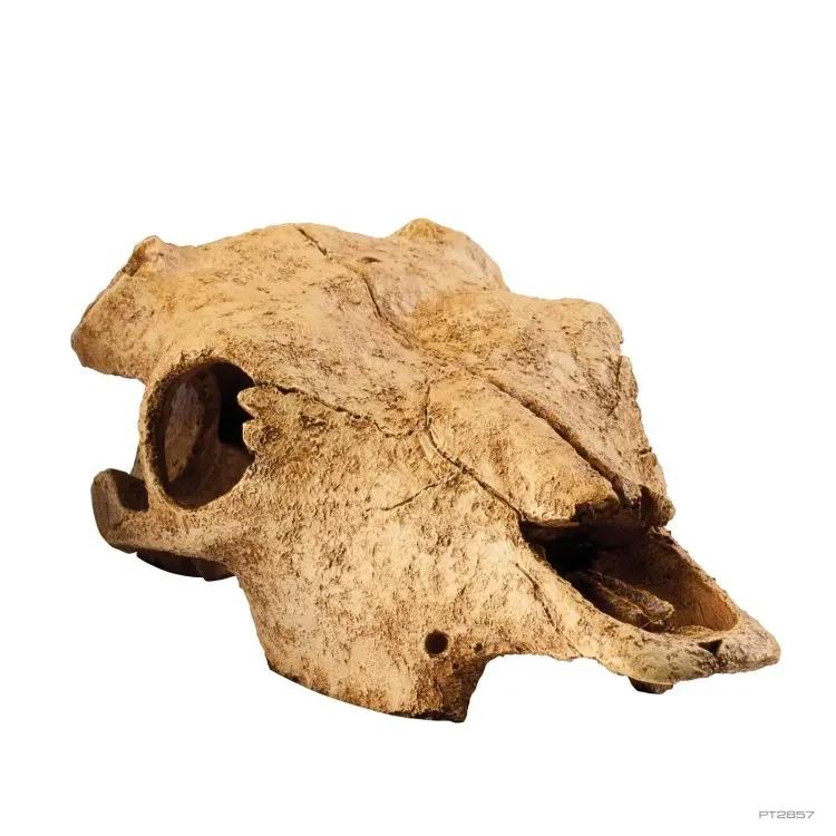 Decor terariu ExoTerra Buffalo Skull