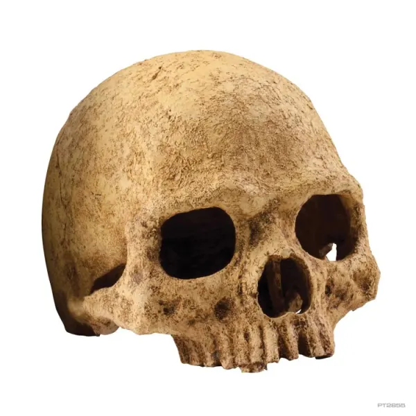 Decor terariu ExoTerra Primate Skull