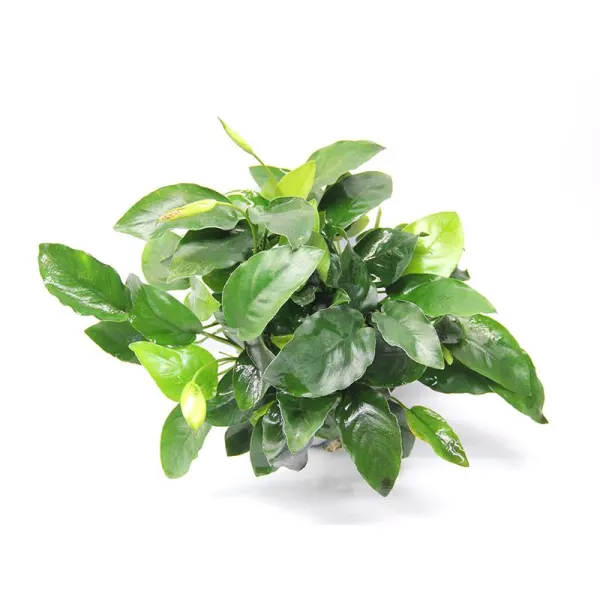 Dennerle Anubias barteri var. Nana Bigfoot