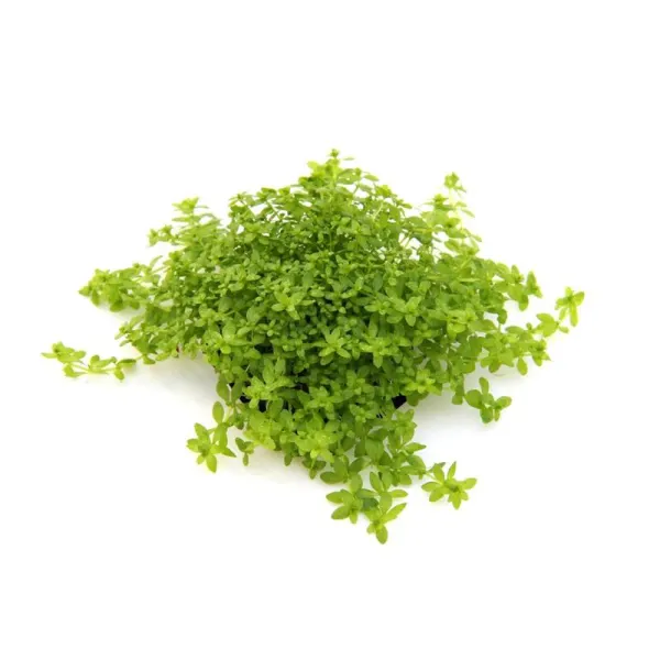 Dennerle Hemianthus glomeratus