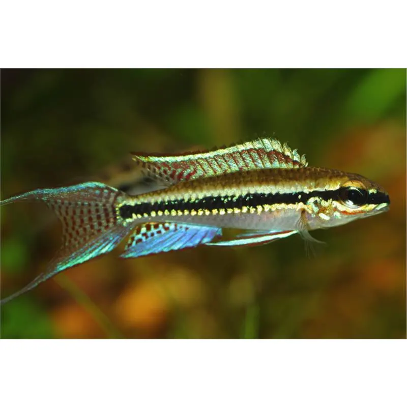 Dicrossus filamentosus