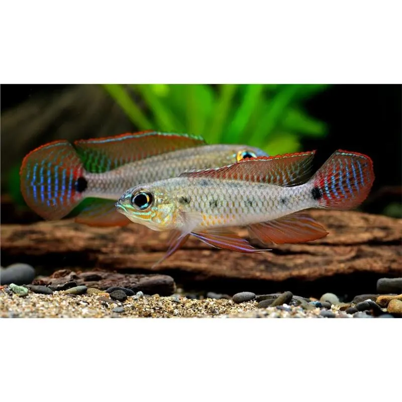 Dicrossus maculatus