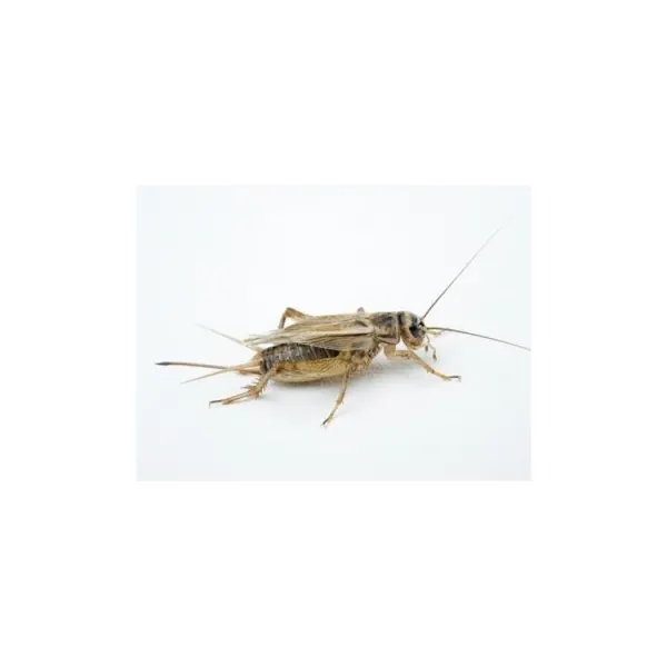 Domesticus crickets (Size 4) Cylinder - approx. 1000pcs Acheta domestica