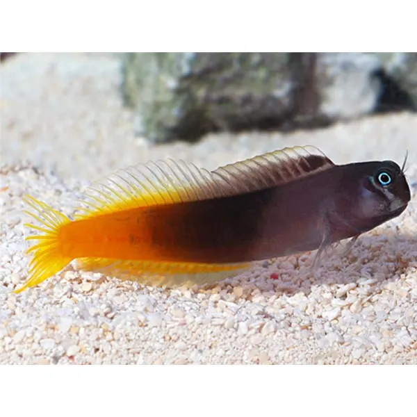 Ecsenius bicolor (Bicolor blenny)