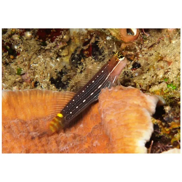 Ecsenius pictus