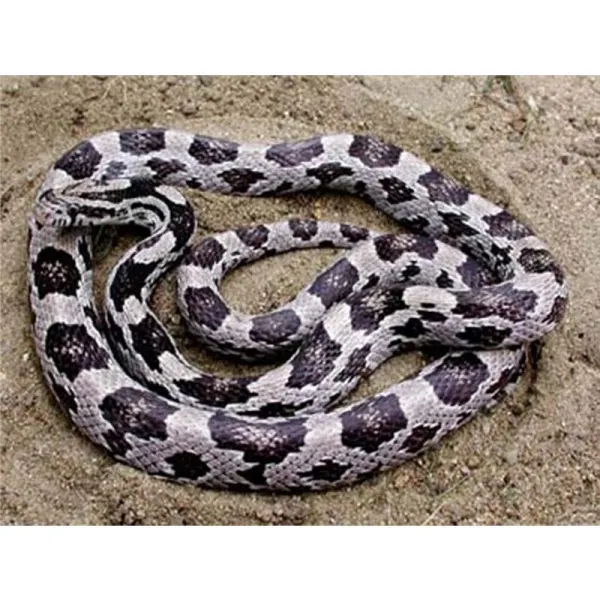 Elaphe guttata anerythristi