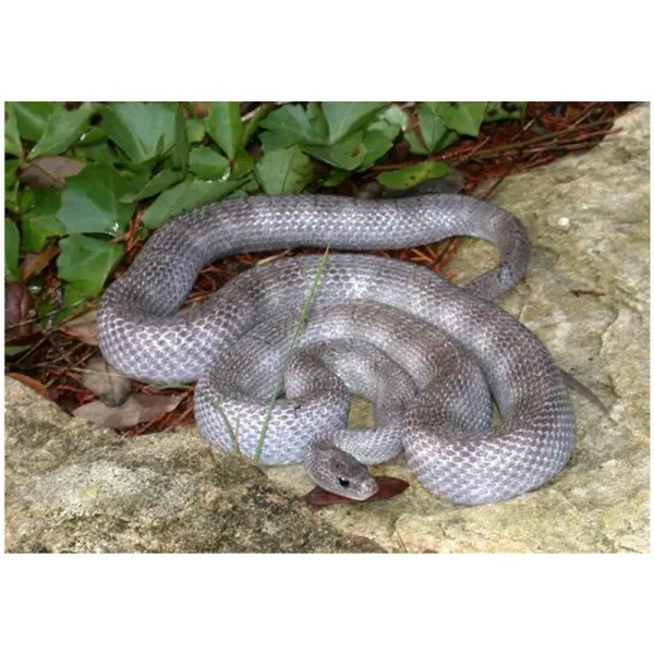 Elaphe guttata ghost