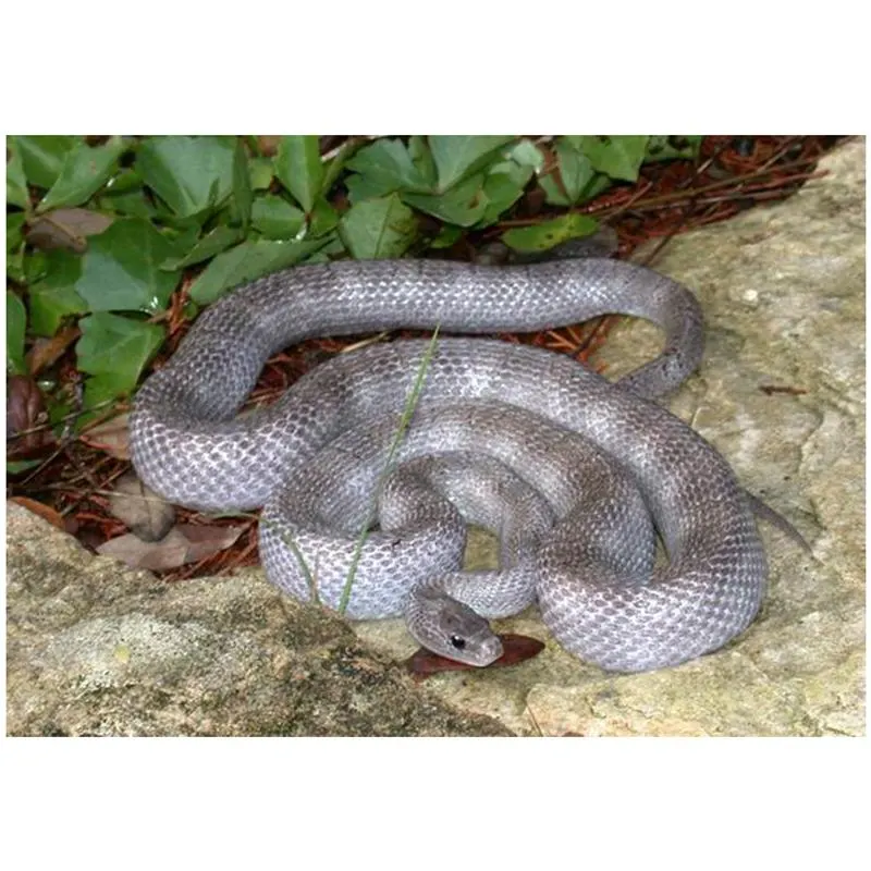 Elaphe guttata ghost