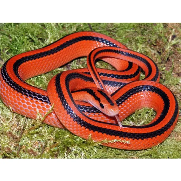 Elaphe porphyracea coxi