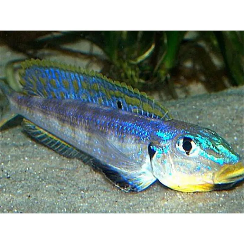 Enantiopus melanogenis