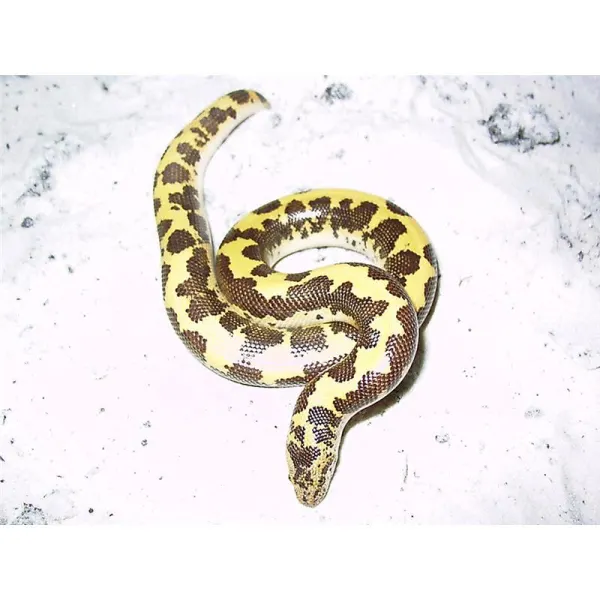 Eryx colubrinus loveridgei