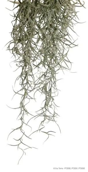 Exo Terra Planta Spanish Moss Mare