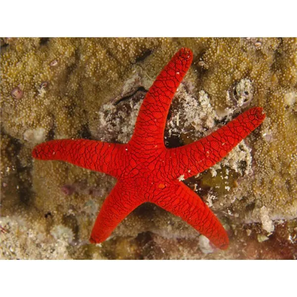 Fromia indica